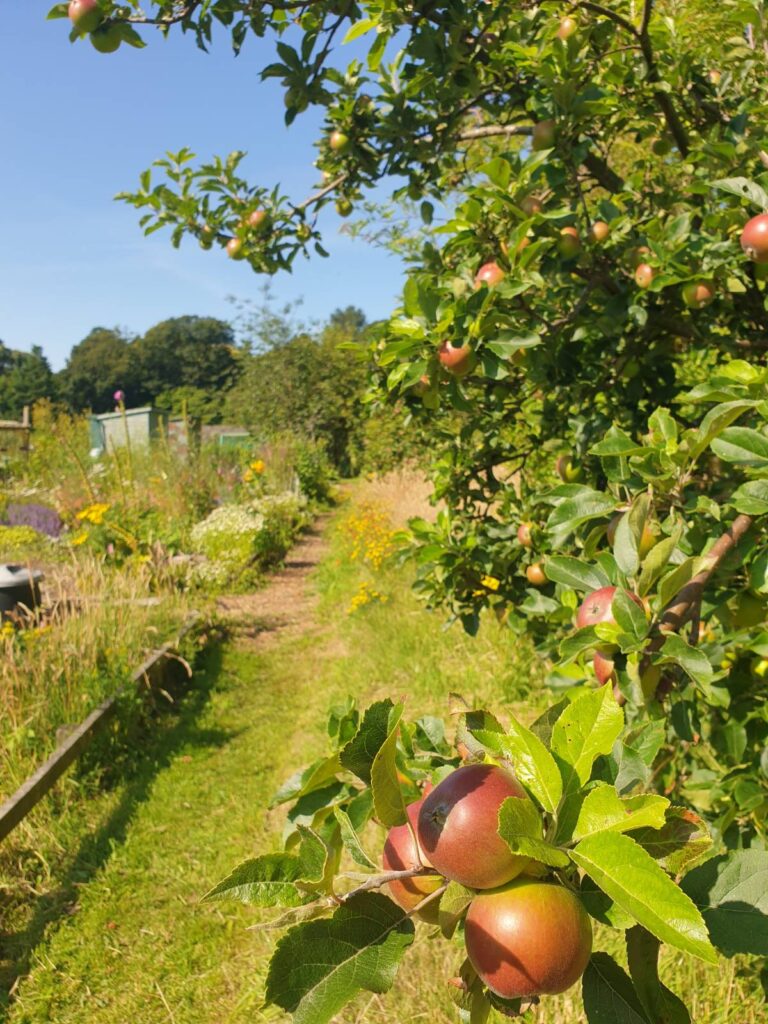 A grassy path through a community orchard, with apples on a branch in the foreground and a blue sky overhead
