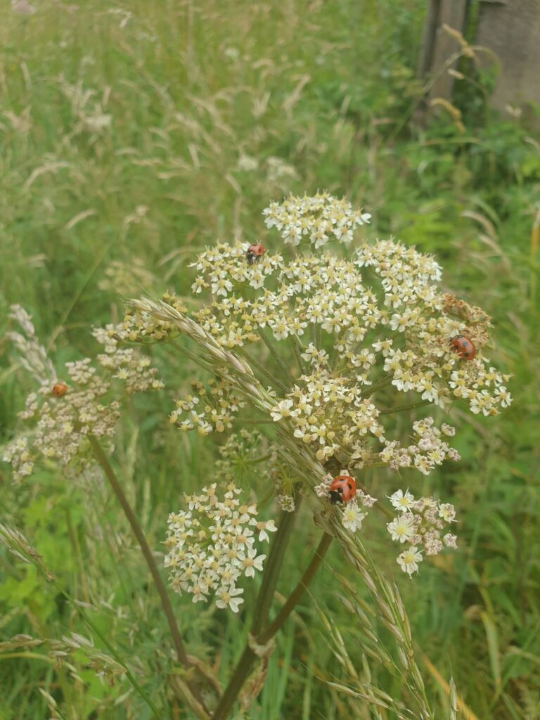 Cowslip flowers with ladybirds