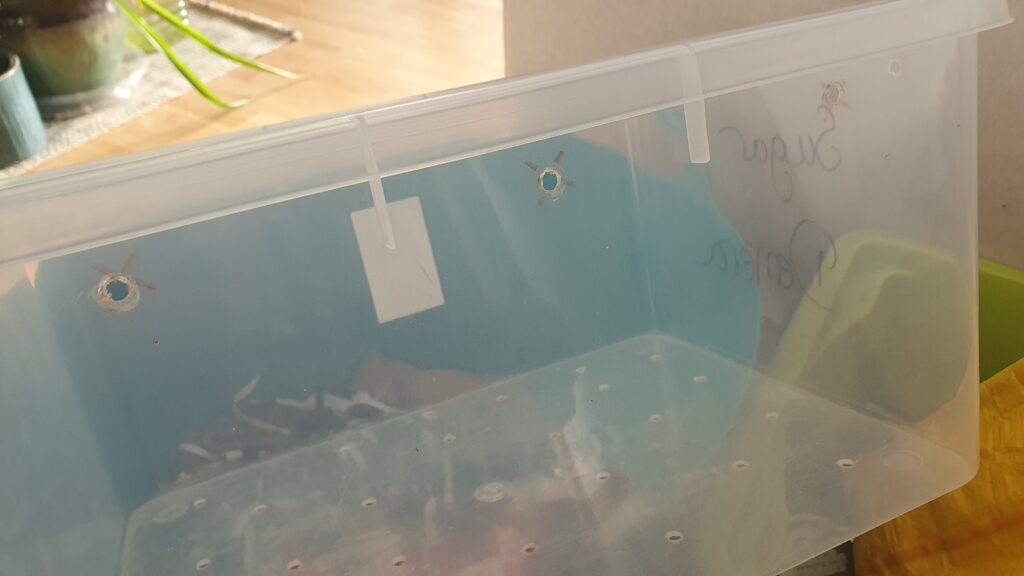 A clear plastic box with small holes drilled in the side just below the rim