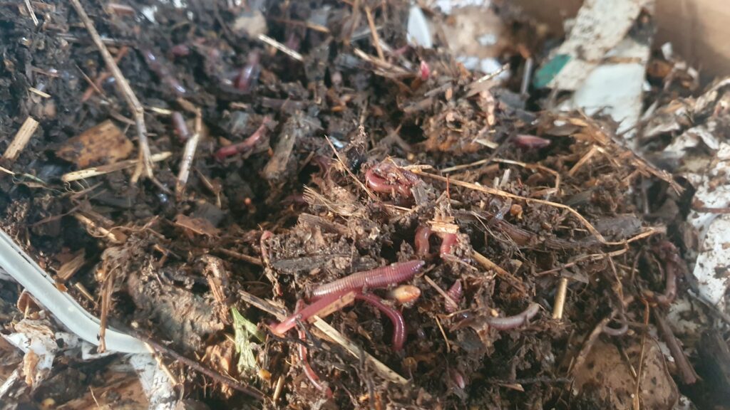Worms in bedding moving from a plastic tupperware to their new home