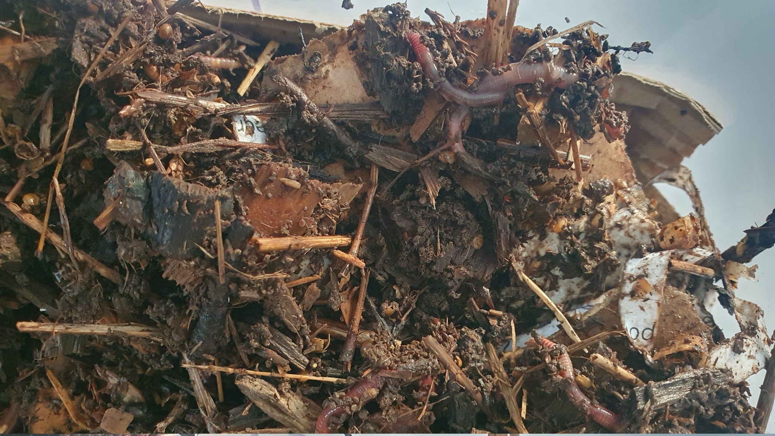 Worms under my kitchen sink