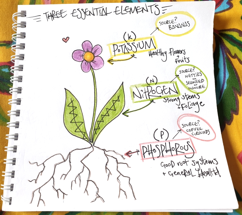 Three essential elements:

Potassium (K) for healthy flowers and fruits. Source: bananas.

Nitrogen (N) for strong stems and foliage. Source: nettles or seaweed or manure.

Phosphorous (P): for good root systems and general health. Source: Coffee grounds