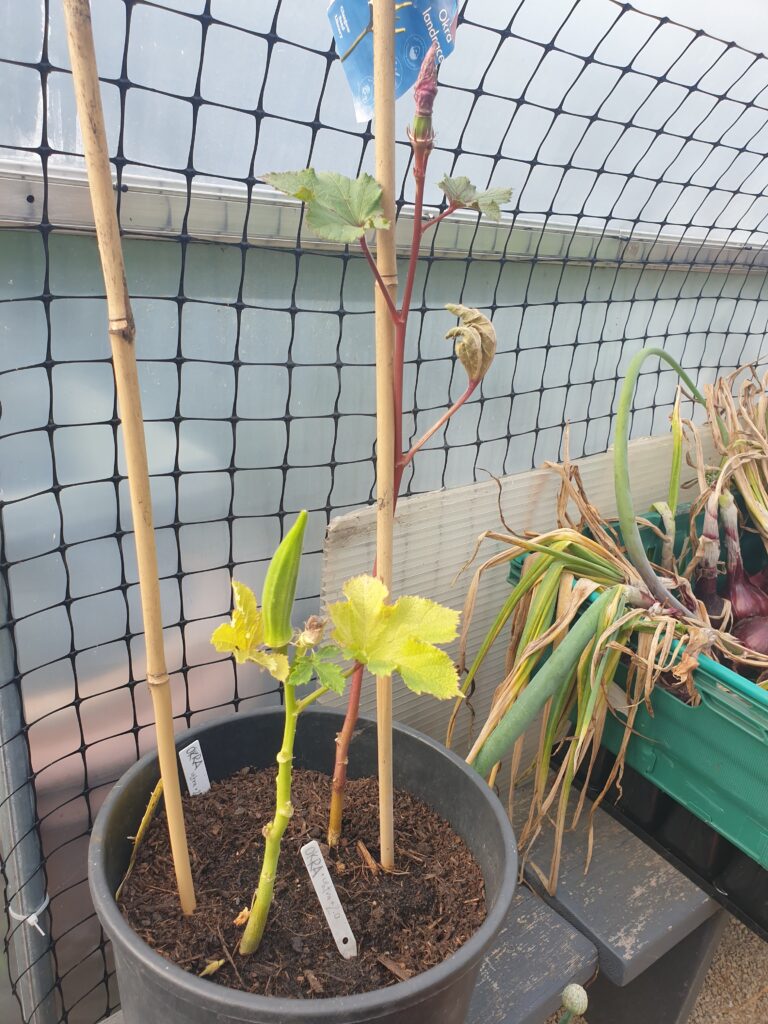 Two okra plants side by side in a black pot with mature fruit on the stems