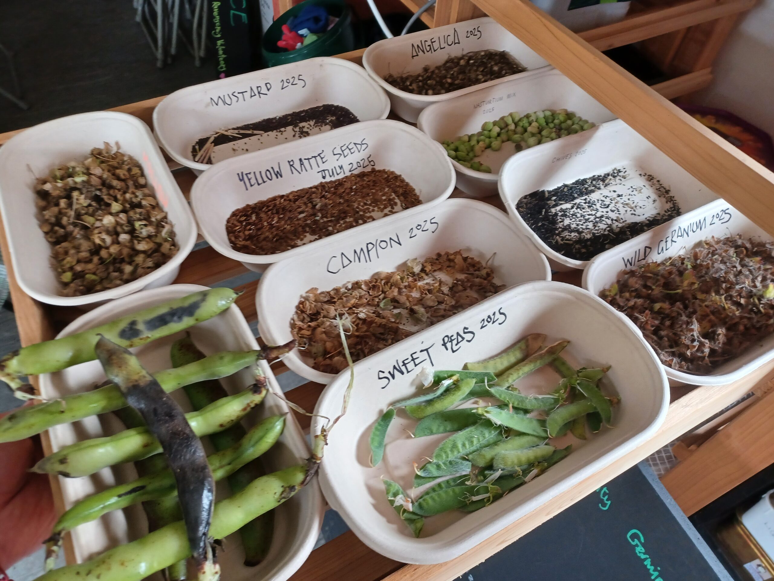 Cardboard trays of drying seeds