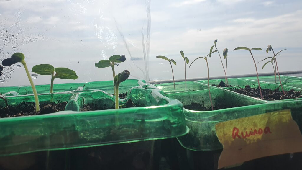 Two sets of green seed trays under a plastic cover, one side with okra sprouts, and the other side with quinoa sprouts