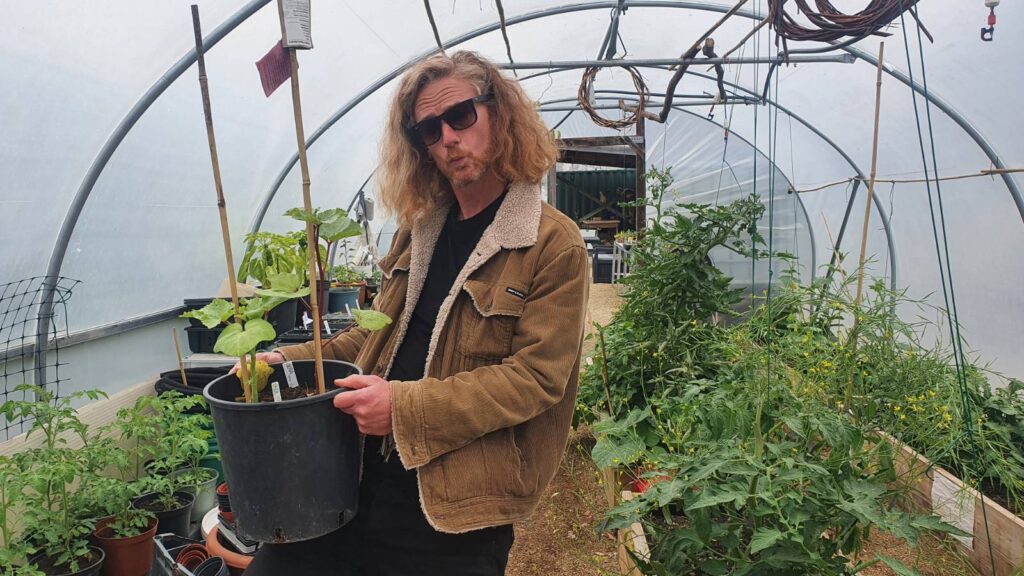 A white man with red hair and sunglasses makes a pouting face while holding a large plant pot with okra plants in, inside a polytunnel full of other plants