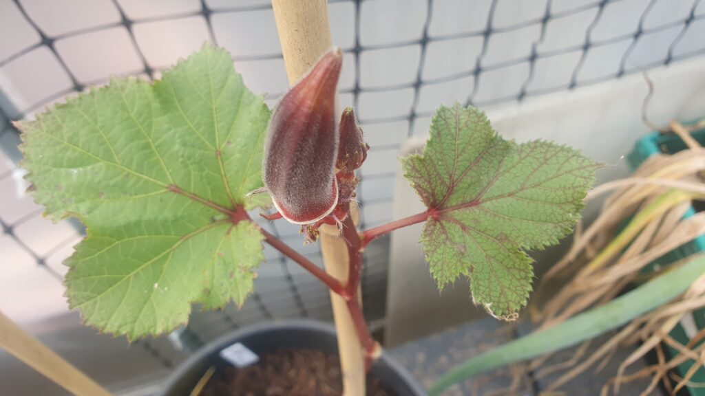 An okra plant from above, with red-veined green leaves and a reddish fruit sticking directly upwards