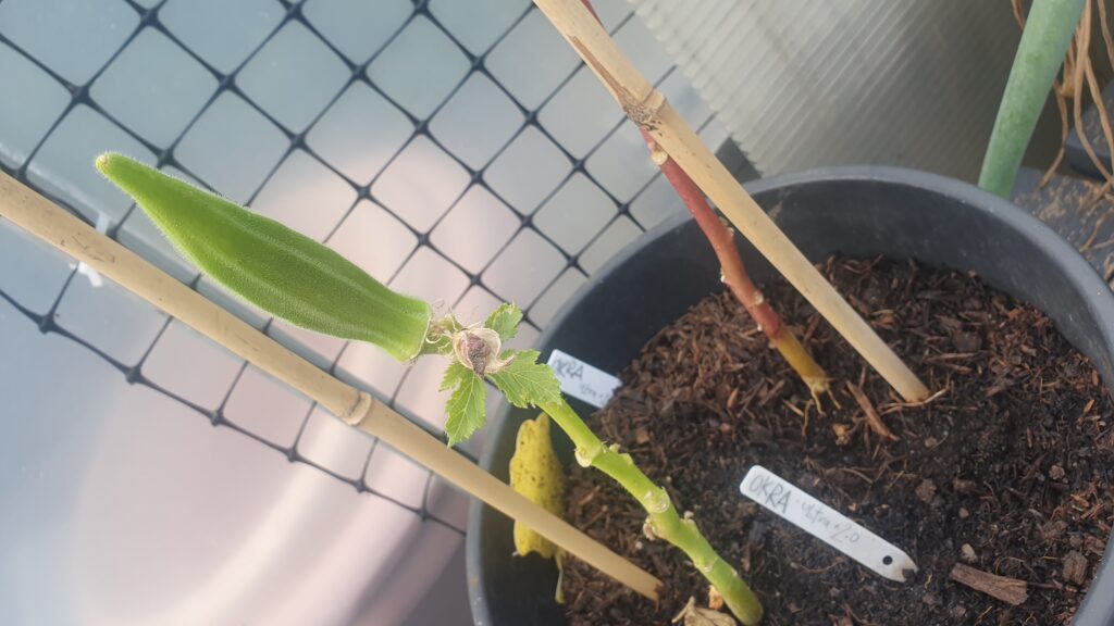 An okra plant with no leaves and a bright green fruit sticking directly up