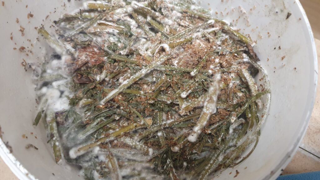 Inside a white bucket with food waste and fuzzy white mould