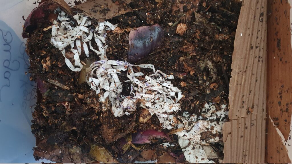 A worm bin from above, showing food waste, shredded paper, and a mix of bedding