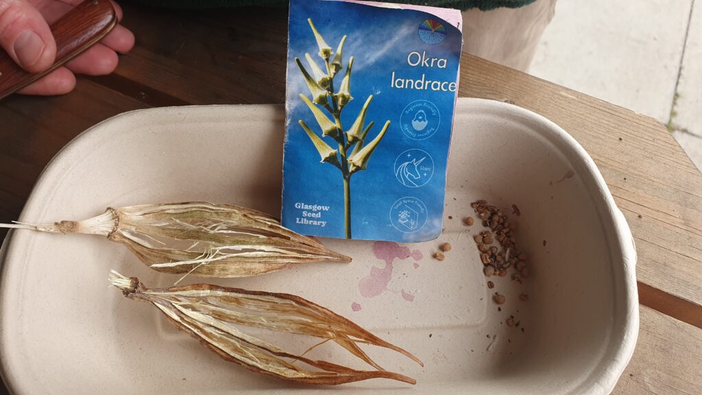 A cardboard tray with an okra seed packet, dried and split open okra fruit, and a small pile of seeds