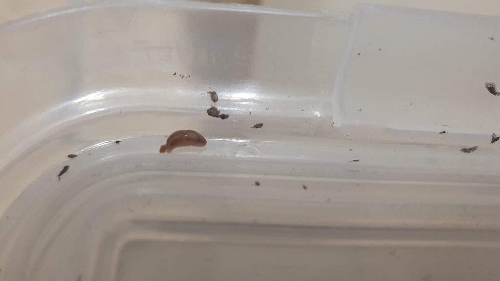 A tiny baby slug in the edge of a plastic lid