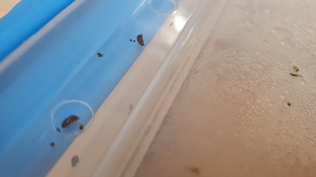 Two tiny baby slugs in a plastic lid. You can see their little antennae. So cute.