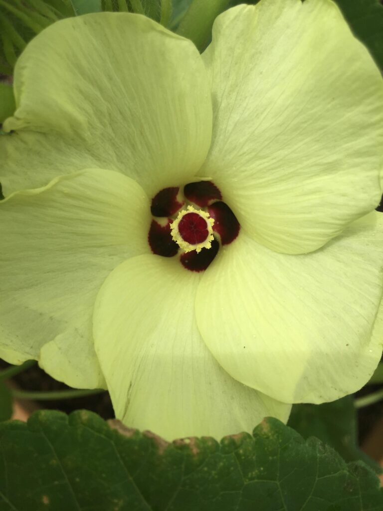 An okra flower with overlapping pale yellow petals, and an extremely dark crimson centre with a bright yellow ring of pollen. It feels like it's watching me.