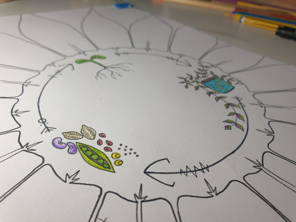 A drawing of seeds and plants.