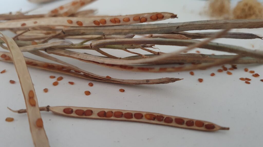 Long light brown seed pods, some cracked, with golden balls of wonder inside
