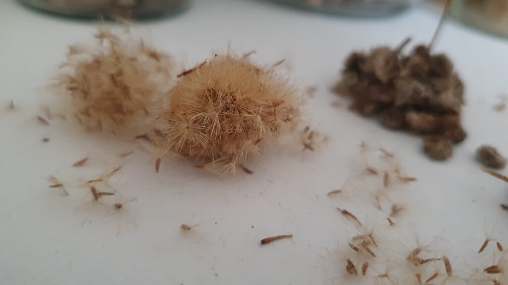 Fluffy pappi - sea aster seeds in a clump