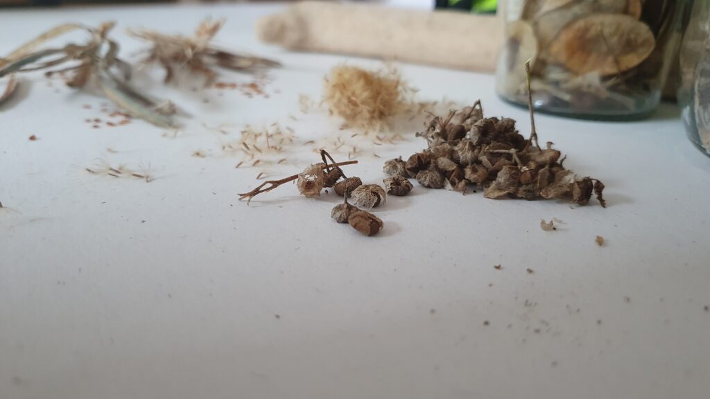 Crunchy spirals of tiny brown seed