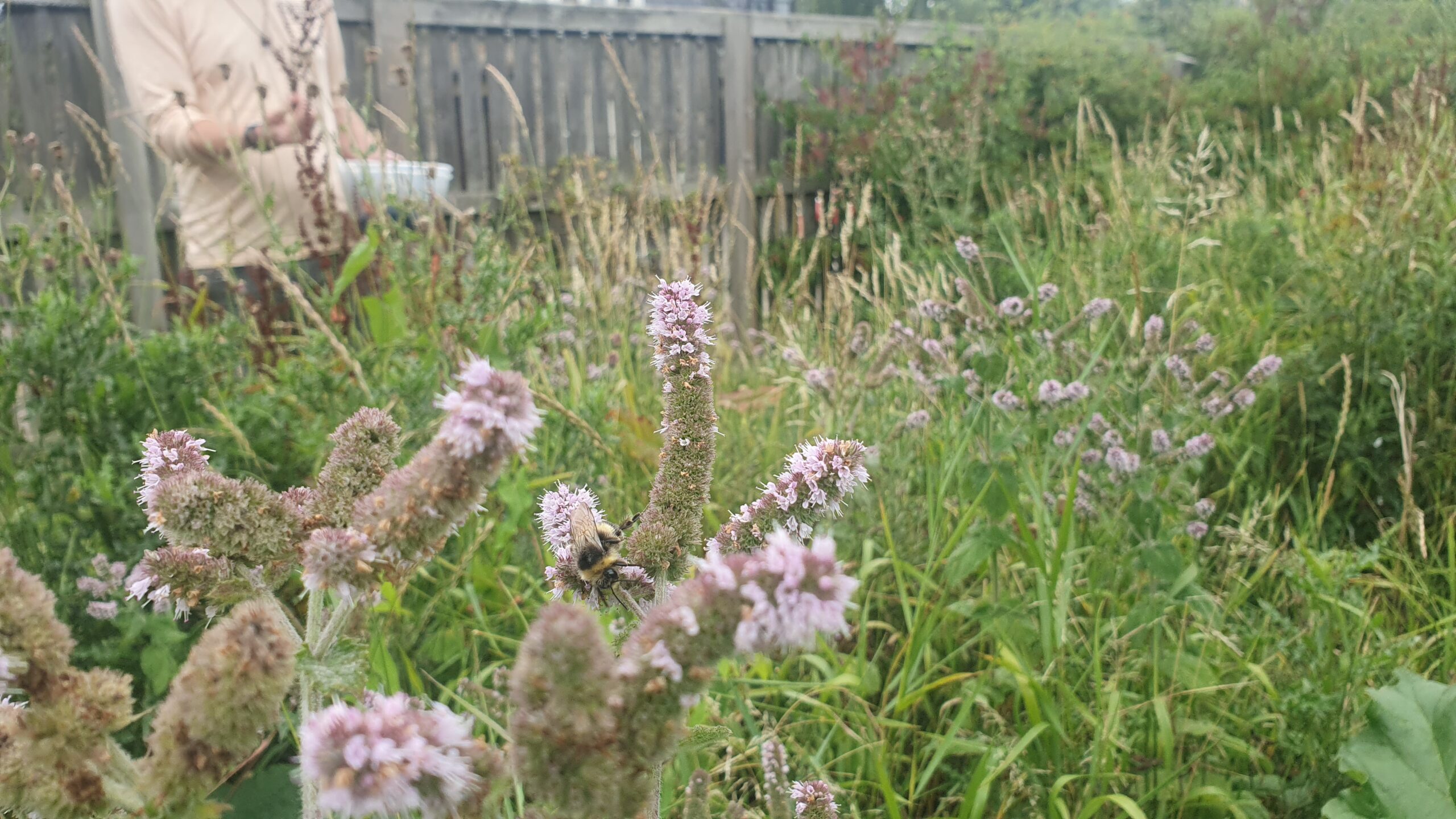 Wildflower Seed Party