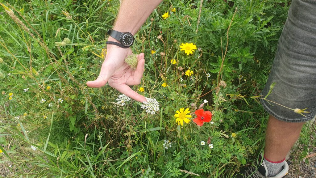 Some bright yellow, red and white wildflowers against a sea of green, with a finger pointing at one