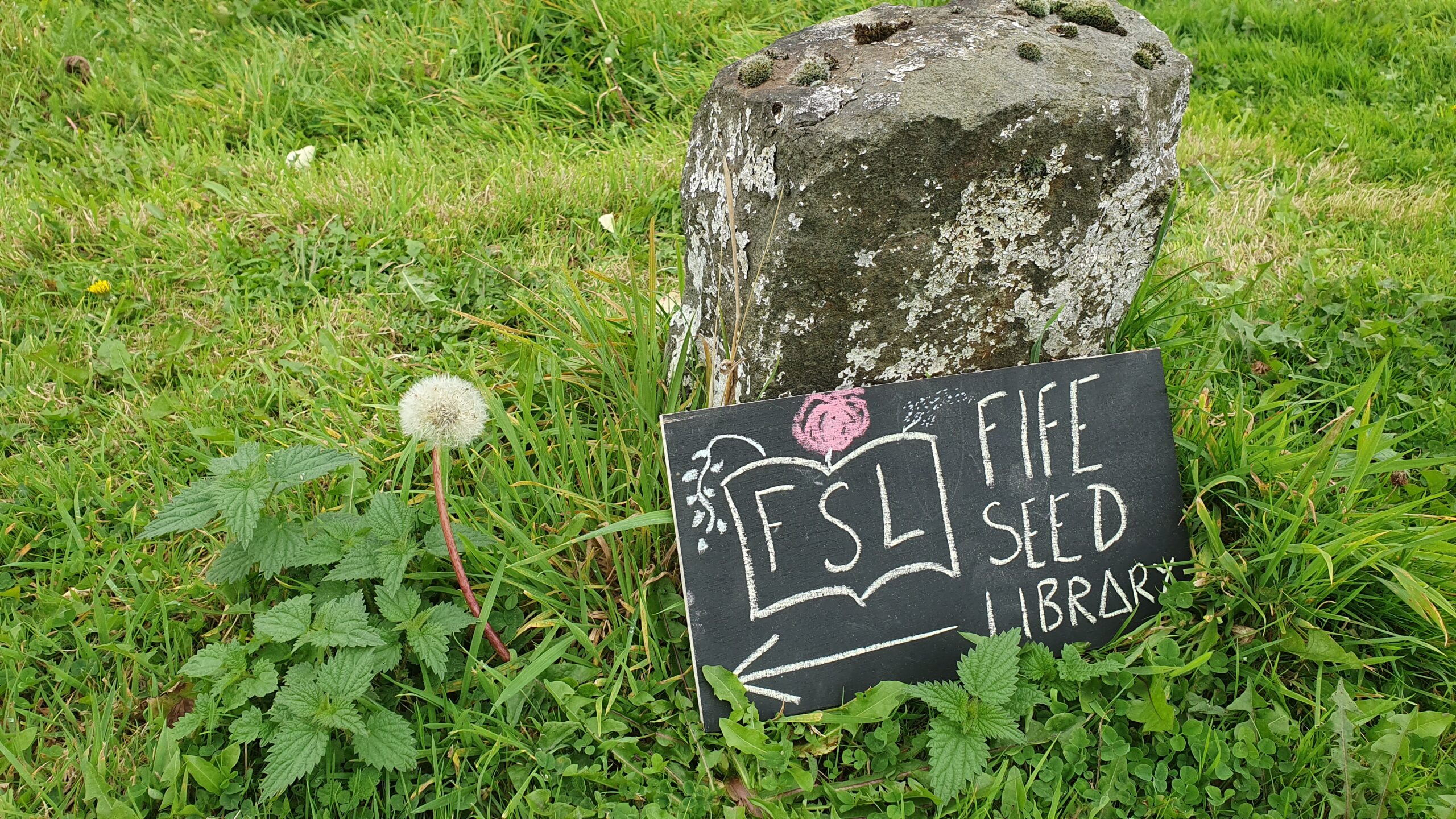 A Fife Seed Library chalkboard sign on grass beside a seeding dandelion