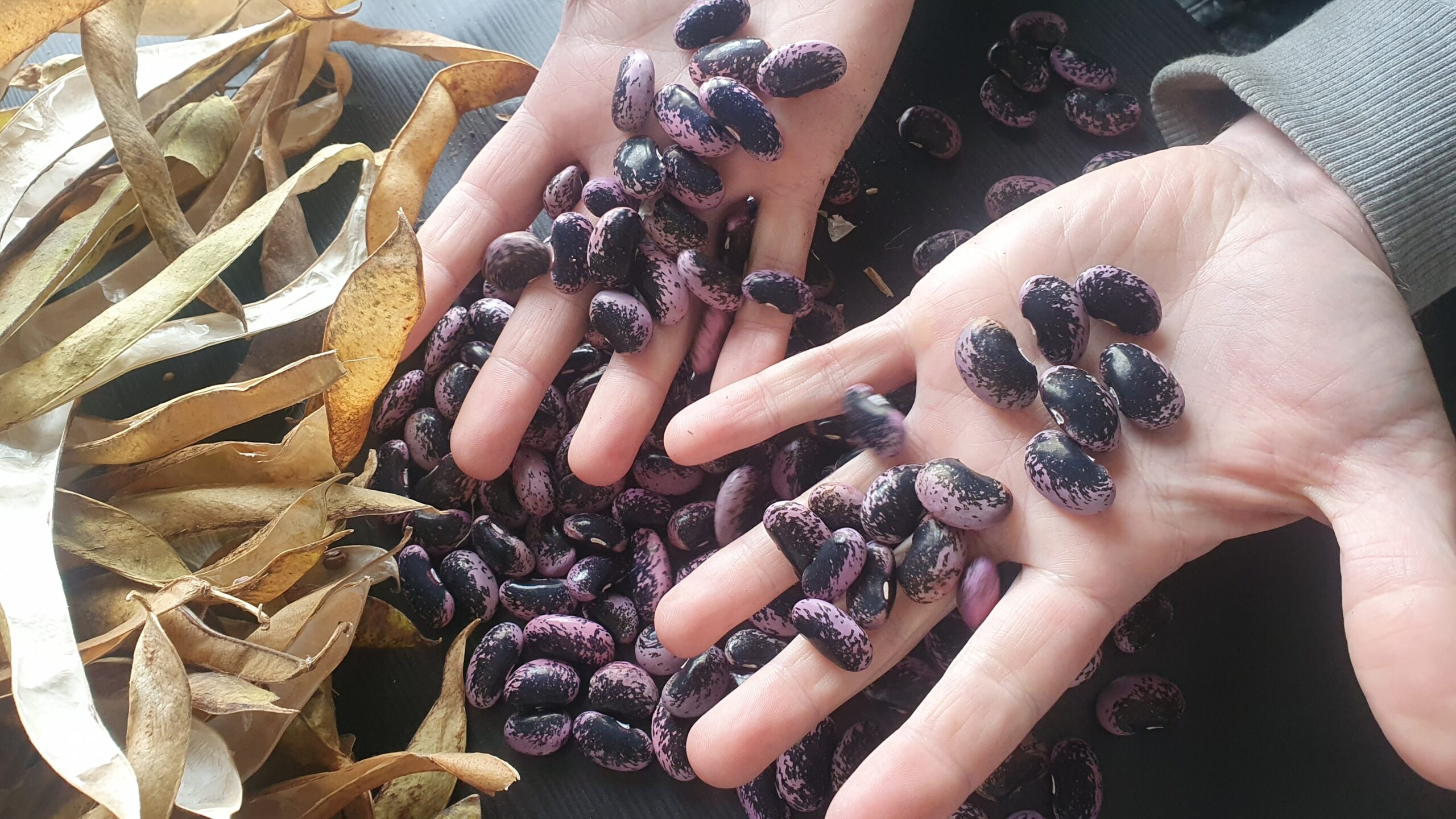 Hands holding purple and black french beans, with dried pods on the side